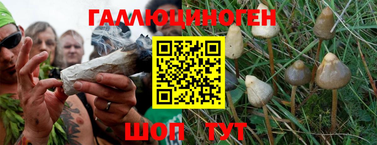 Галлюциногенные грибы Psilocybine cubensis Коммунар